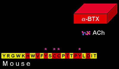 2.mus.ach.gif (7304 bytes)