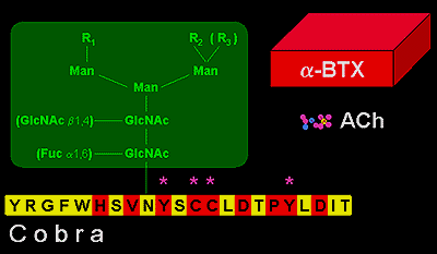 2.naja.ach.gif (10553 bytes)