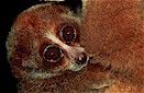 Slow loris (Nycticebus coucang), Central Borneo, Indonesia