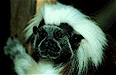 Cotton-top tamarin (Saguinus oedipus), Northern Colombia