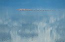 Lesser flamingos (Phoenicopterus minor), Lake Elementeita, Kenya