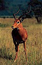 Impala (Aepyceros melampus), Lake Nakuru, Kenya