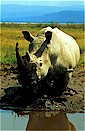 White rhinoceros (Diceros simus), Lake Nakuru, Kenya