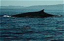 Fin whale (Balaenoptera physalus), Baja California, Mexico