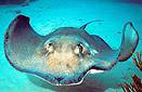 Southern Atlantic stingray (Dasyatis americana), Cayman Islands.