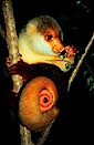 Spotted cuscus (Phalanger maculatus), Upper Fly river, Papua New Guinea