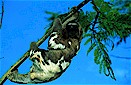 Three-toed sloth (Bradypus variegatus), Amazonas, Brazil