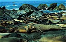 Northern elephant seal (Mirounga angustirostris), California, USA