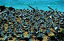 Coral sea, Queensland, Australia