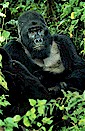 Mountain gorilla (Gorilla g. berengei), Virunga volcano, Zaire