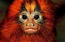 Golden lion tamarin (Leontopithecus r. rosalia), Southern Brazil