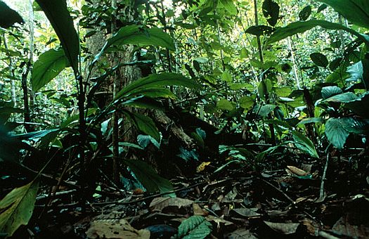 Lowland tropical rain forest, central Kalimantan, Borneo, Indonesia. Dr. Zoltan Takacs.