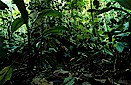 Lowland tropical rain forest, Central Borneo, Indonesia
