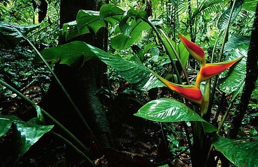 Lowland tropical rain forest, southeast Ecuador. Dr. Zoltan Takacs.