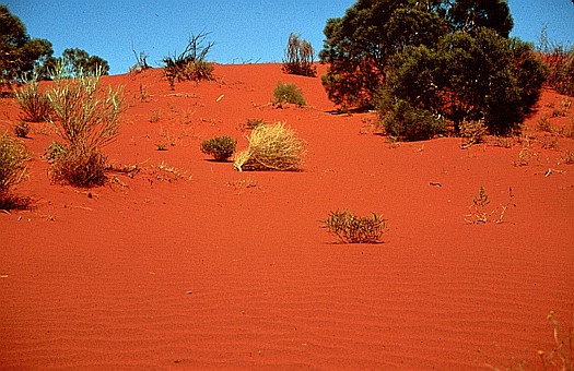 Gibson desert, Australia. Dr. Zoltan Takacs.