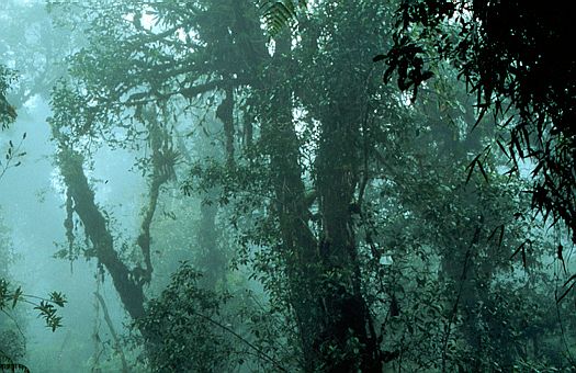 Montane tropical rain forest, Biotopo Quetzal, Guatemala. Dr. Zoltan Takacs.