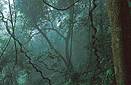 Montane tropical rain forest in north Vietnam.