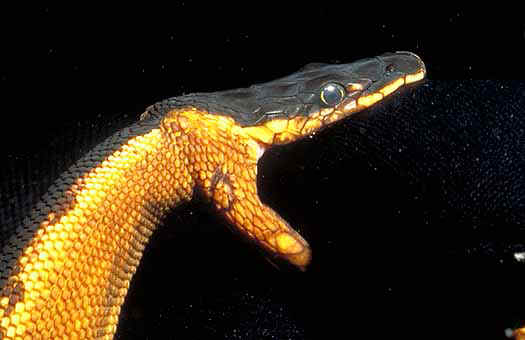 Pelagic sea snake (Pelamis platurus) bites into a dive glove off Costa Rica's Pacific coast.