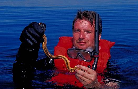 Sea snake. Yellow-bellied sea snake (Pelamis platurus) off the Pacific coast of Panama. Dr. Zoltan Takacs.
