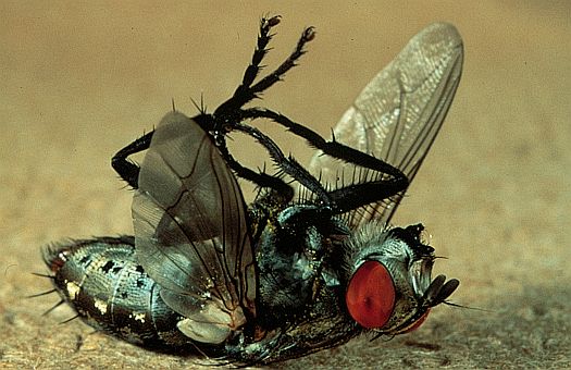 Dead House fly (Musca domestica), New York, USA. Dr. Zoltan Takacs.