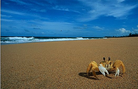 Puerto Rico. Dr. Zoltan Takacs.