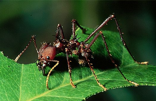 Leaf-cutter ant (Atta sp.), southern Ecuador. Dr. Zoltan Takacs.