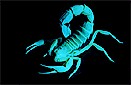 African fattail scorpion (Androctonus amoreuxi).