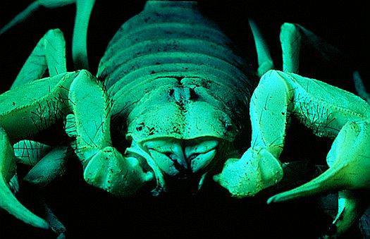 Giant desert hairy scorpion (Hadrurus arizonensis), Mojave Desert, California, USA. Dr. Zoltan Takacs.