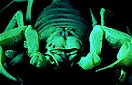 Giant desert hairy scorpion (Hadrurus arizonensis), Mojave desert, California, USA