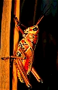 Florida, USA