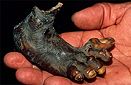 Shuar indian's shrunken leg, southeast Ecudaor