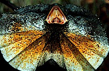 Frilled lizard (Chlamydosaurus kingii), Australia.