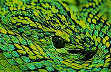 Honduran palm pitviper (Bothriechis marchii), Guatemala.
