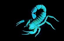 Yellow scorpion (Leiurus quinquestriatus), Israel.