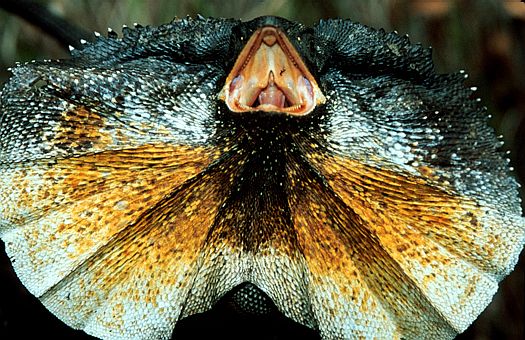 Frilled lizard (Chlamydosaurus kingii) in central Queensland, Australia. Rather than attempting to flee, this lizard suddenly spreads the large frill around its neck, gapes its mouth, and lunges at the predator. Dr. Zoltan Takacs.