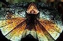 Frilled lizard (Chlamydosaurus kingii), central Queensland, Australia