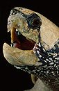 Big-headed turtle (Platysternon megacephalum) from Southeast Asia.
