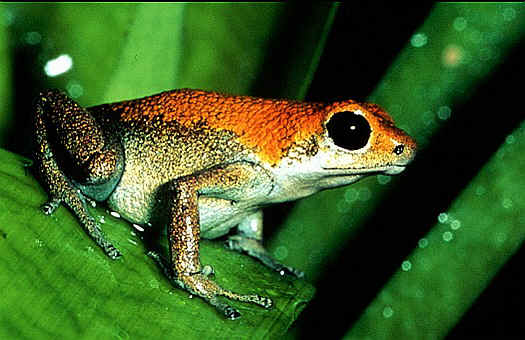 Granular poison arrow frog (Dendrobates granuliferus). Dr. Zoltan Takacs.