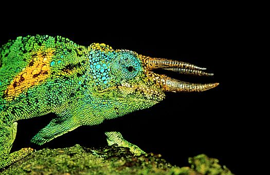 Male Johnston's chameleon (Chamaeleo johnstoni) in montane tropical rainforest at Virunga Volcanos, Zaire.  Females lack horns. Dr. Zoltan Takacs.