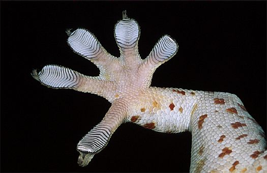 Tokay gecko (Gekko gecko), Mindanao, Philippines. Dr. Zoltan Takacs.