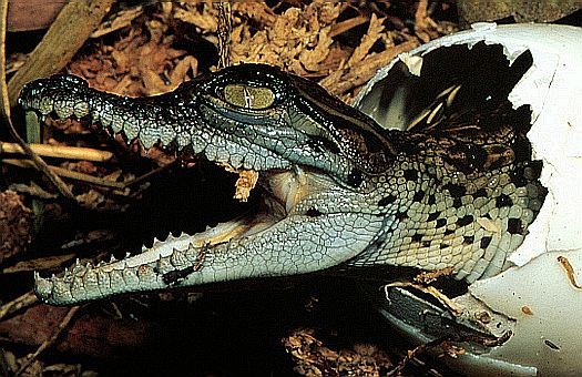 Saltwater crocodile (Crocodilus porosus), central Palawan, Philippines. The sex of the hatchlings are determined by the incubation temperature of the eggs. Dr. Zoltan Takacs.