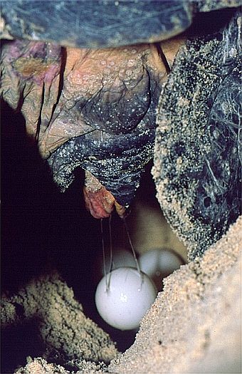 Green sea turtle (Chelonia mydas) deposits her eggs on the beach of Bakungan Kecil, Sabah, Borneo. Dr. Zoltan Takacs.
