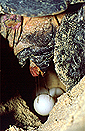 Green sea turle (Chelonia mydas) deposits her eggs, Sabah, Borneo