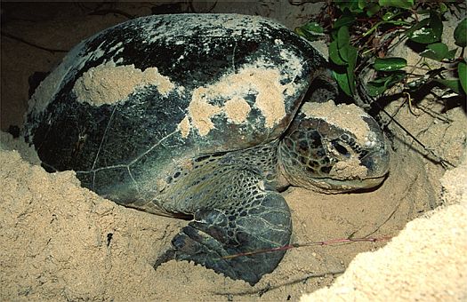 Green sea turtle (Chelonia mydas) deposits her eggs on the beach of Bakungan Kecil, Sabah, Borneo. Dr. Zoltan Takacs.