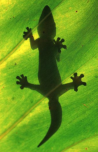Suriname. Dr. Zoltan Takacs.