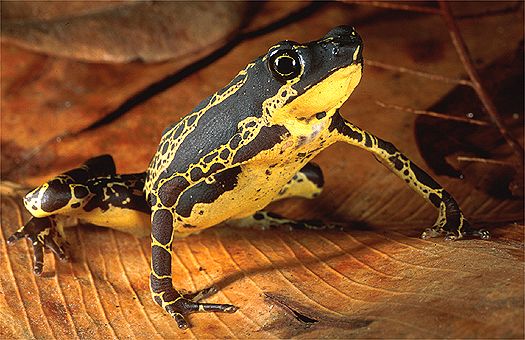 Toad (Atelopus spumarius), Suriname. Dr. Zoltan Takacs.