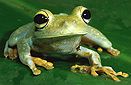 Tree frog (Hyla crepitans) in the rain forest at Brownsberg, Suriname