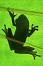 Tree frog (Hyla crepitans) in the rain forest at Brownsberg, Suriname
