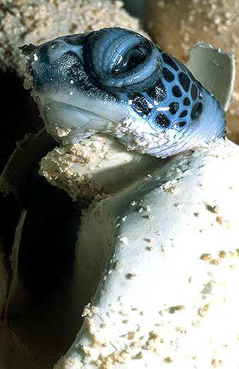 Green sea turtle (Chelonia mydas), Cayman Islands. Dr. Zoltan Takacs.