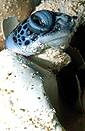 29194_85.jpg (4141 bytes)